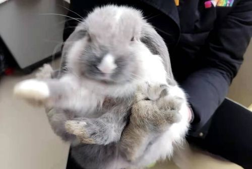 兔子有哪9种