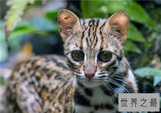 世界上最凶悍的猫排行榜,帕拉斯猫传为史前生物
