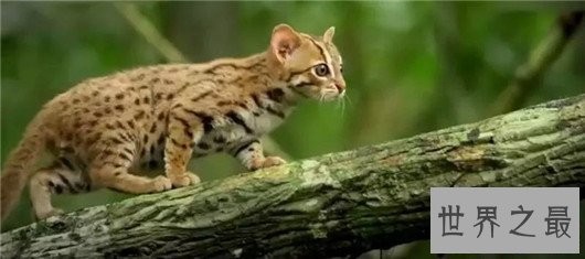 世界上最凶悍的猫排行榜,帕拉斯猫传为史前生物