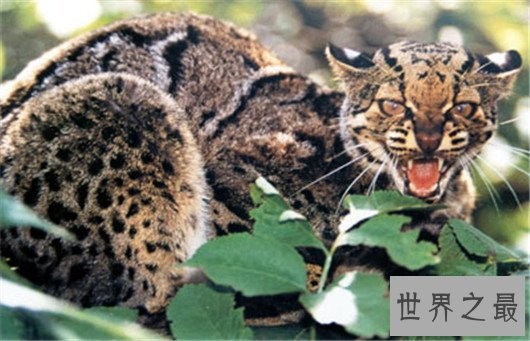 世界上最凶悍的猫排行榜,帕拉斯猫传为史前生物