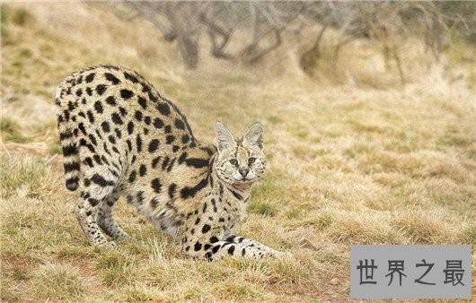 世界上最凶悍的猫排行榜,帕拉斯猫传为史前生物