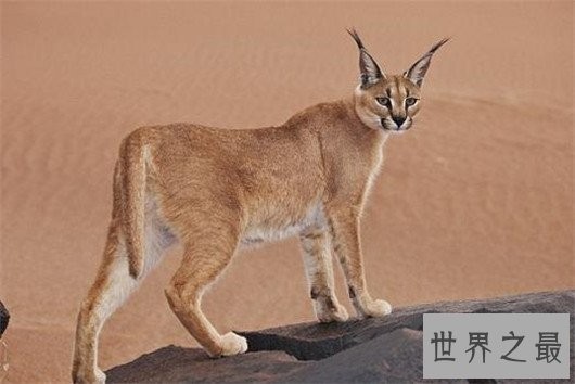 世界上最凶悍的猫排行榜,帕拉斯猫传为史前生物