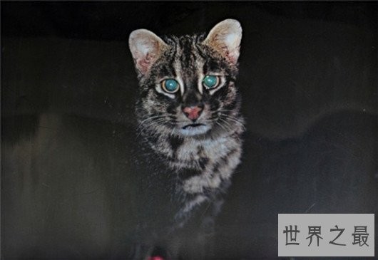世界上最凶悍的猫排行榜,帕拉斯猫传为史前生物