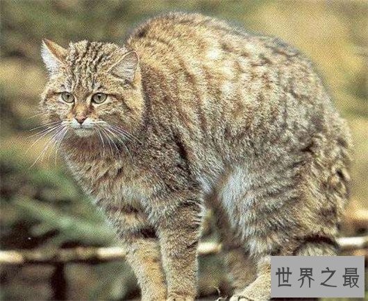世界上最凶悍的猫排行榜,帕拉斯猫传为史前生物