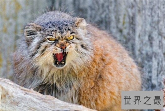 世界上最凶悍的猫排行榜,帕拉斯猫传为史前生物