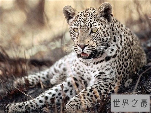 世界上最凶悍的猫排行榜,帕拉斯猫传为史前生物