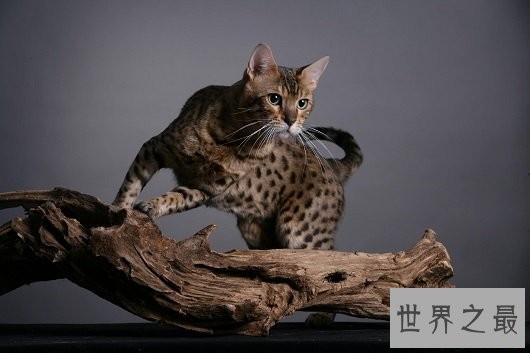 世界上最凶悍的猫排行榜,帕拉斯猫传为史前生物