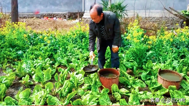 种蔬菜用什么肥料好(农村种植蔬菜常用的三种肥料)
