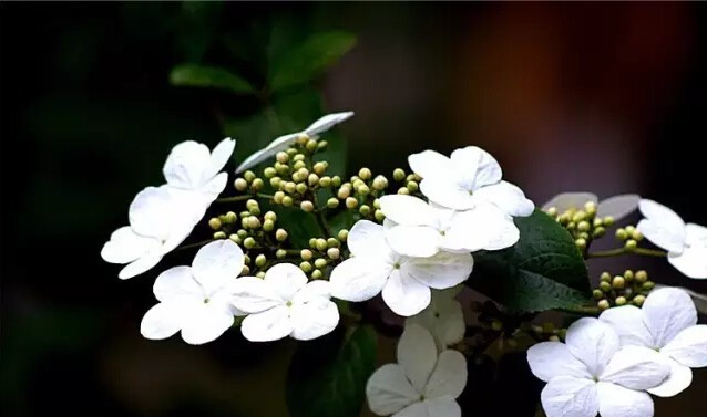 琼花是什么意思有什么寓意(花语魅力无限之琼花)
