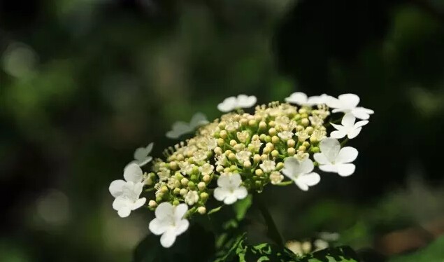 琼花是什么意思有什么寓意(花语魅力无限之琼花)