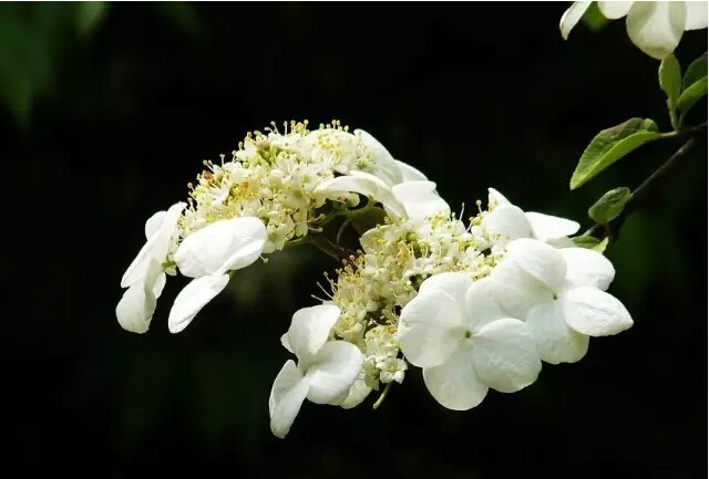 琼花是什么意思有什么寓意(花语魅力无限之琼花)