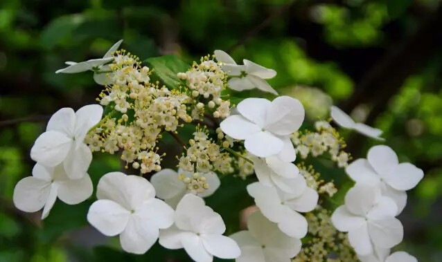 琼花是什么意思有什么寓意(花语魅力无限之琼花)