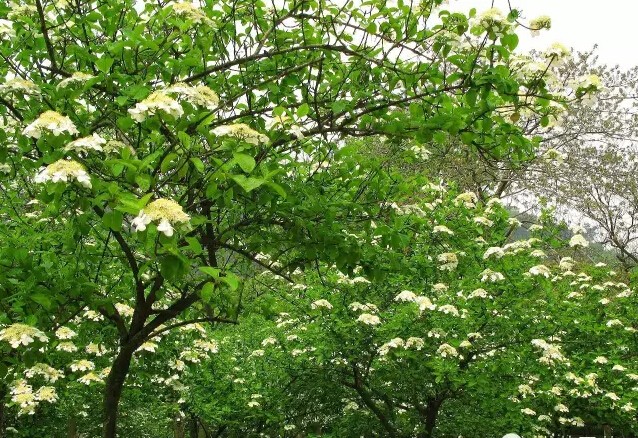 琼花是什么意思有什么寓意(花语魅力无限之琼花)