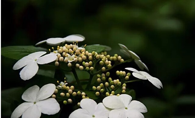 琼花是什么意思有什么寓意(花语魅力无限之琼花)