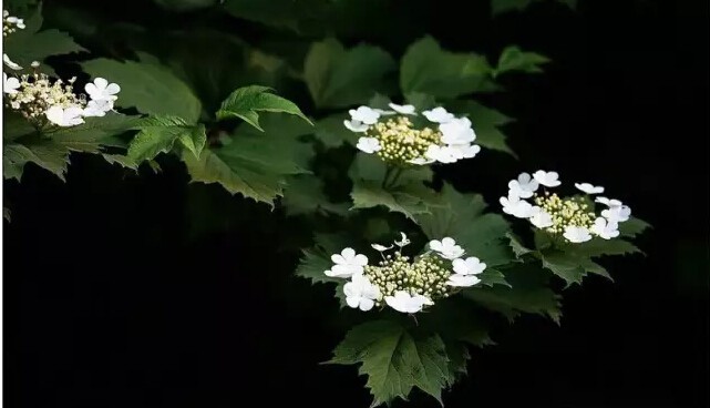 琼花是什么意思有什么寓意(花语魅力无限之琼花)