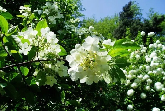 琼花是什么意思有什么寓意(花语魅力无限之琼花)