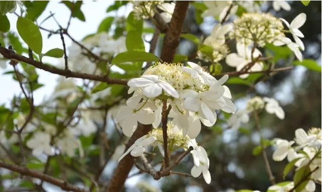 琼花是什么意思有什么寓意(花语魅力无限之琼花)