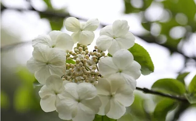 琼花是什么意思有什么寓意(花语魅力无限之琼花)