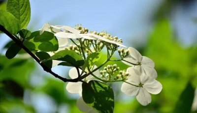 ​琼花是什么意思有什么寓意（花语魅力无限之琼花）