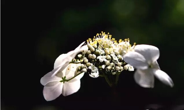 琼花是什么意思有什么寓意(花语魅力无限之琼花)