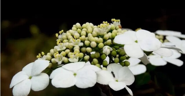 琼花是什么意思有什么寓意(花语魅力无限之琼花)
