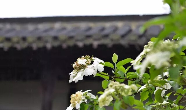 琼花是什么意思有什么寓意(花语魅力无限之琼花)