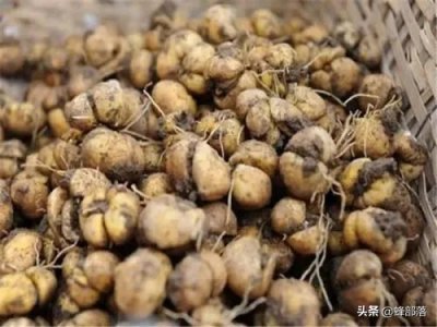 ​贝母多少钱一斤（贝母多少钱一克）
