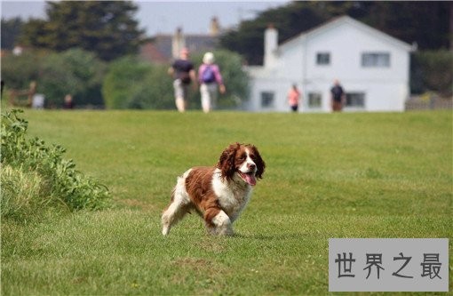 世界十大嗅觉能力最出众的狗,寻血猎犬位居榜首