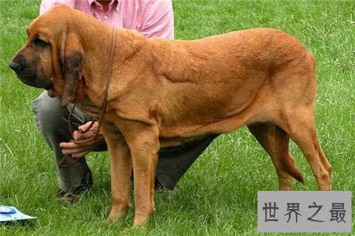 世界十大嗅觉能力最出众的狗,寻血猎犬位居榜首