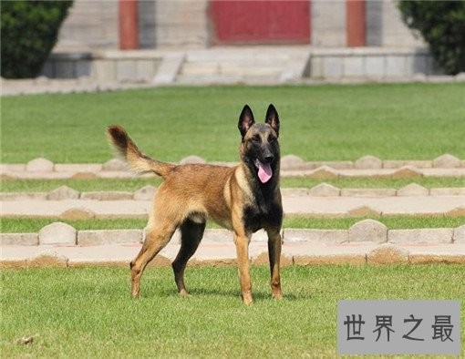 世界十大嗅觉能力最出众的狗,寻血猎犬位居榜首