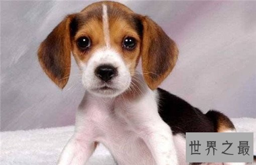 世界十大嗅觉能力最出众的狗,寻血猎犬位居榜首