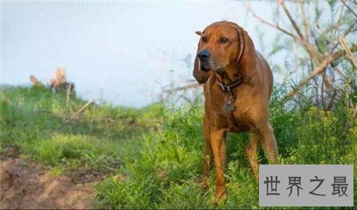 世界十大嗅觉能力最出众的狗,寻血猎犬位居榜首