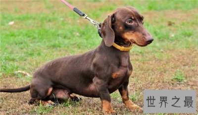​世界十大嗅觉能力最出众的狗，寻血猎犬位居榜首