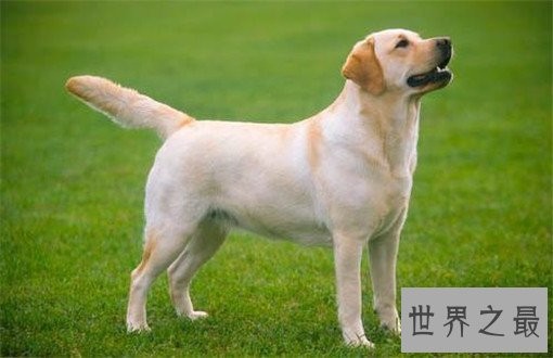 世界十大嗅觉能力最出众的狗,寻血猎犬位居榜首