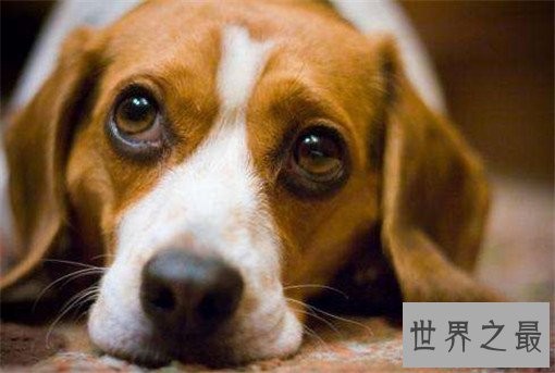 世界十大嗅觉能力最出众的狗,寻血猎犬位居榜首
