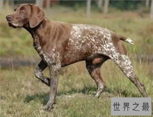 世界十大嗅觉能力最出众的狗,寻血猎犬位居榜首