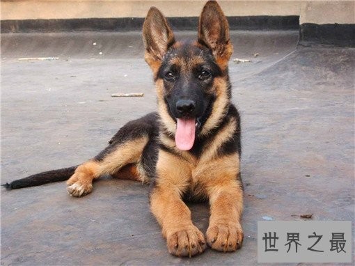 世界十大嗅觉能力最出众的狗,寻血猎犬位居榜首
