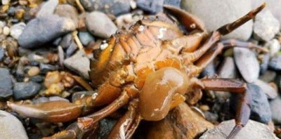 ​恐怖生物“蟹奴”,寄生在螃蟹内控制其交配,最终成为僵尸螃蟹!
