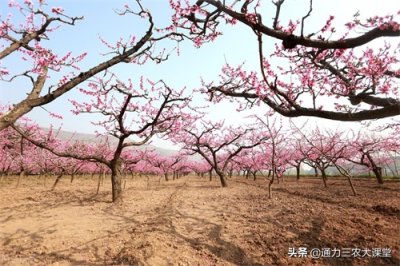 ​果树开春施什么肥料好（果树开春萌芽肥的施肥原则）