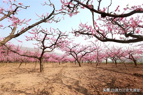 果树开春施什么肥料好(果树开春萌芽肥的施肥原则)