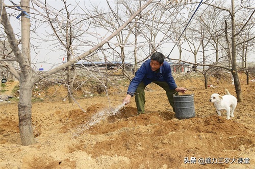 果树开春施什么肥料好(果树开春萌芽肥的施肥原则)