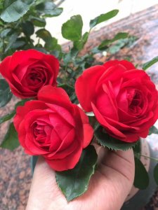​红苹果月季优缺点介绍（微型月季花红苹果花期长适合阳台养）
