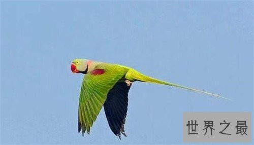 最会模仿人类说话的十大鸟类 ,模仿的到底有多像呢?