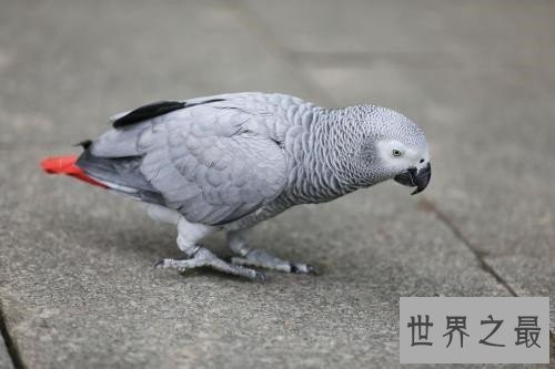 最会模仿人类说话的十大鸟类 ,模仿的到底有多像呢?