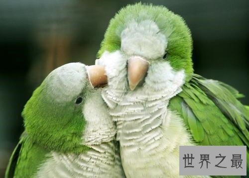 最会模仿人类说话的十大鸟类 ,模仿的到底有多像呢?