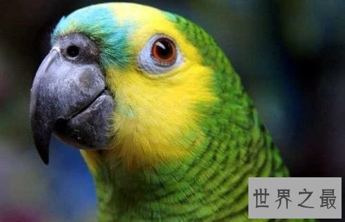 最会模仿人类说话的十大鸟类 ,模仿的到底有多像呢?