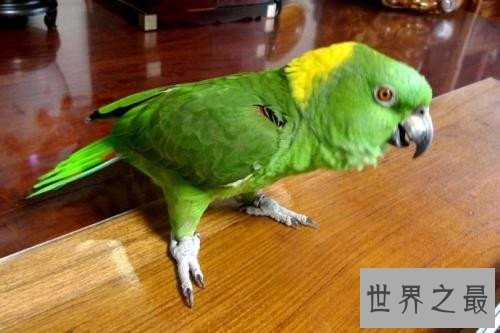 最会模仿人类说话的十大鸟类 ,模仿的到底有多像呢?