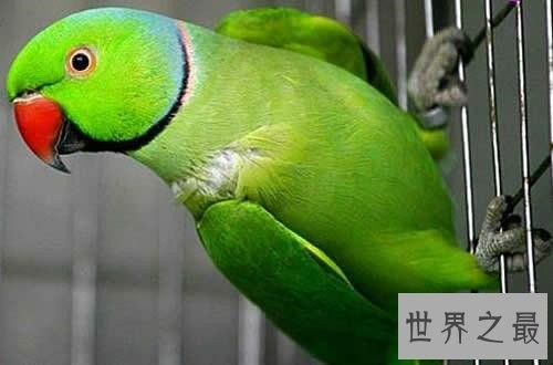 最会模仿人类说话的十大鸟类 ,模仿的到底有多像呢?