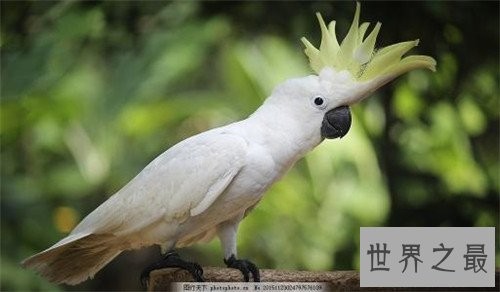 最会模仿人类说话的十大鸟类 ,模仿的到底有多像呢?