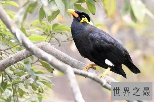 最会模仿人类说话的十大鸟类 ,模仿的到底有多像呢?